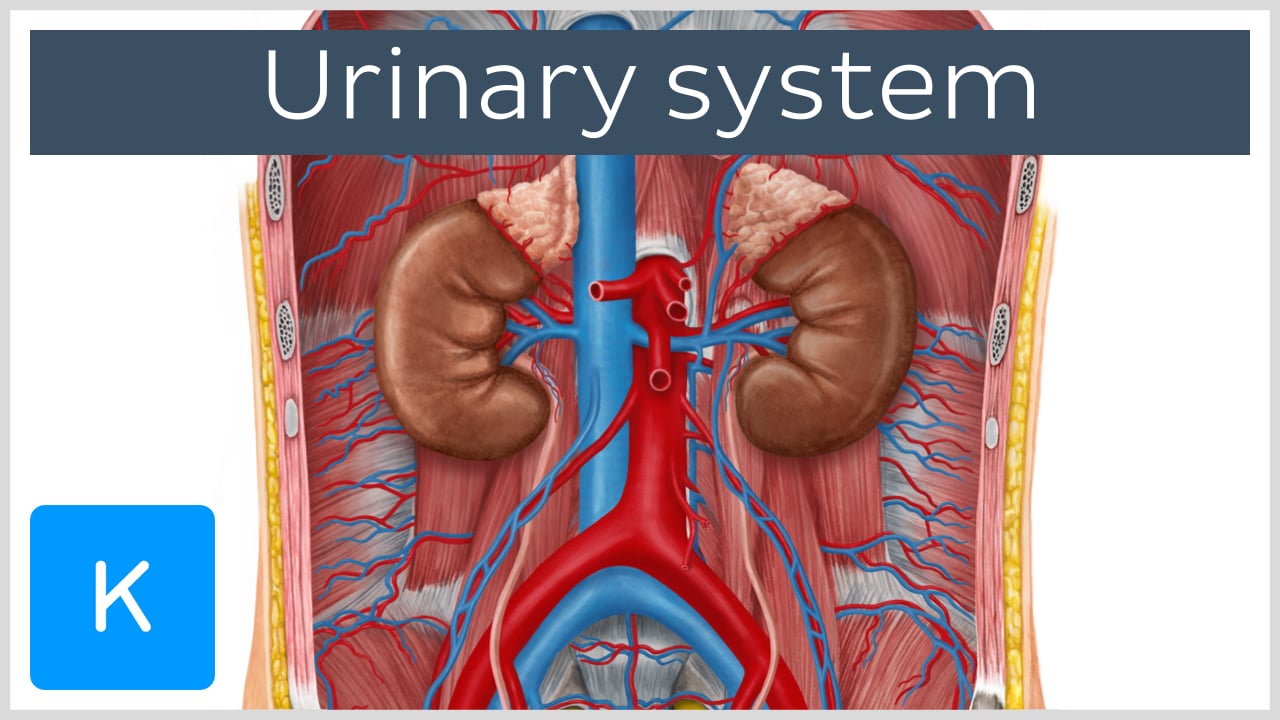 urinary system organs and their functions