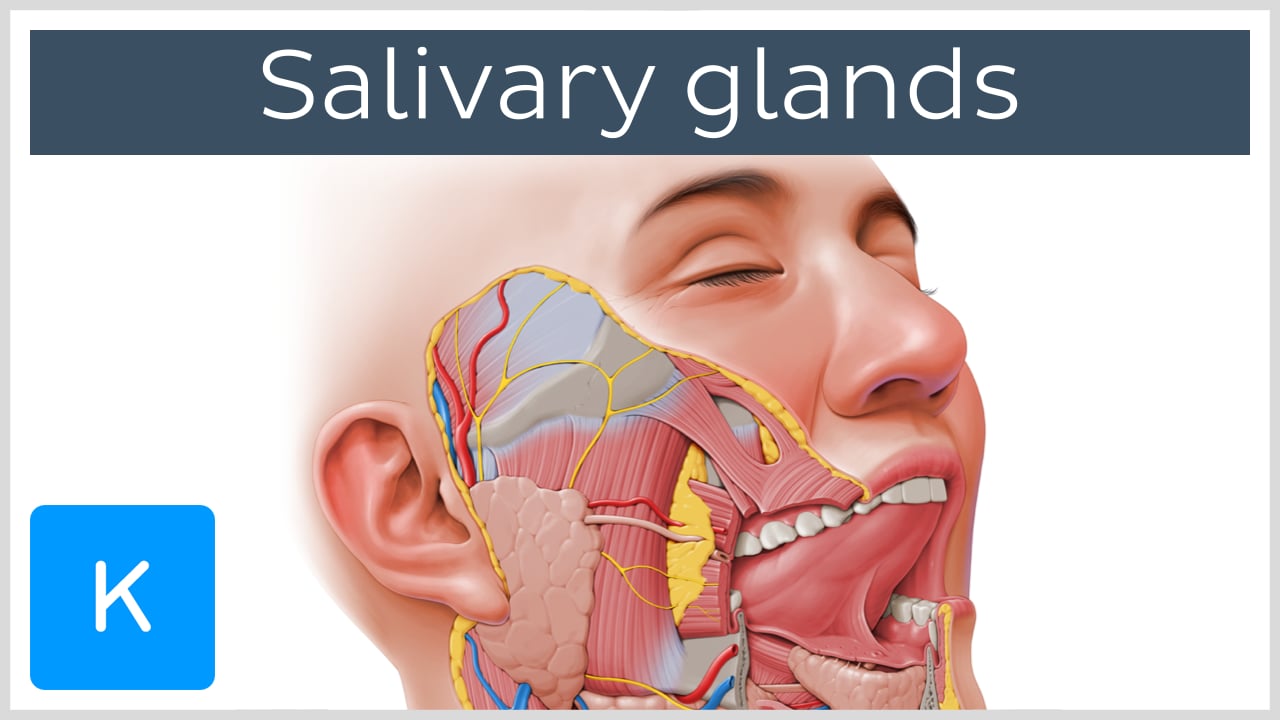 submandibular gland relations