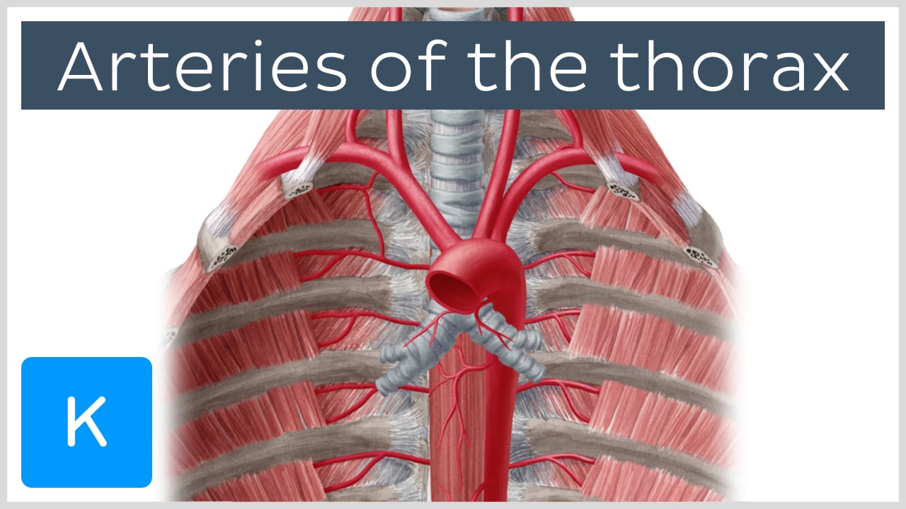 left subclavian artery