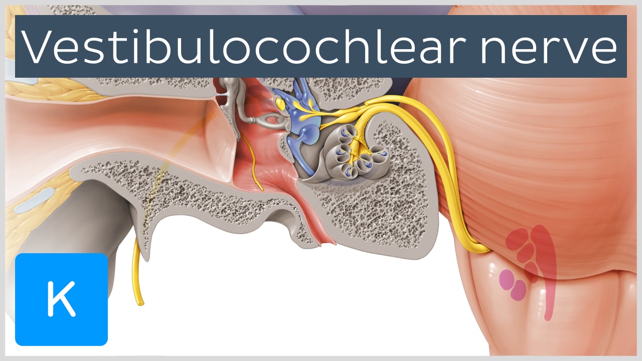 Vestibulocochlear nerve (CN VIII): Anatomy and pathway | Kenhub