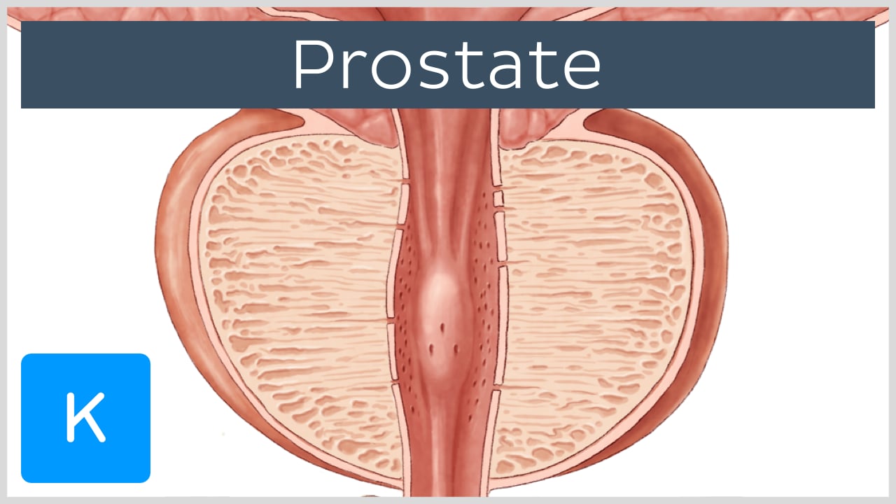 prostate gland lobes