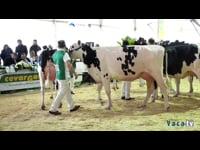 Vacas hasta 30 meses