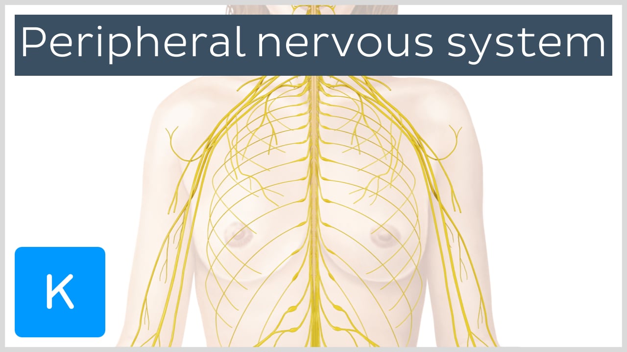 nervous system diagram labeled