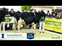 Vacas en lactación de 30 a 36 meses