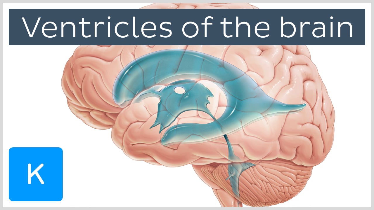 cerebral aqueduct diagram