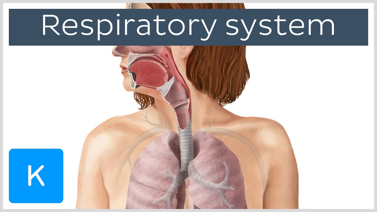 respiratory system vocal cords