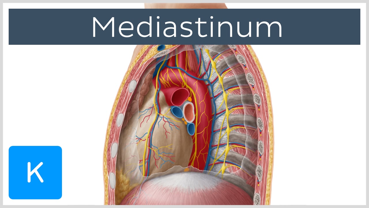 anterior mediastinum anatomy