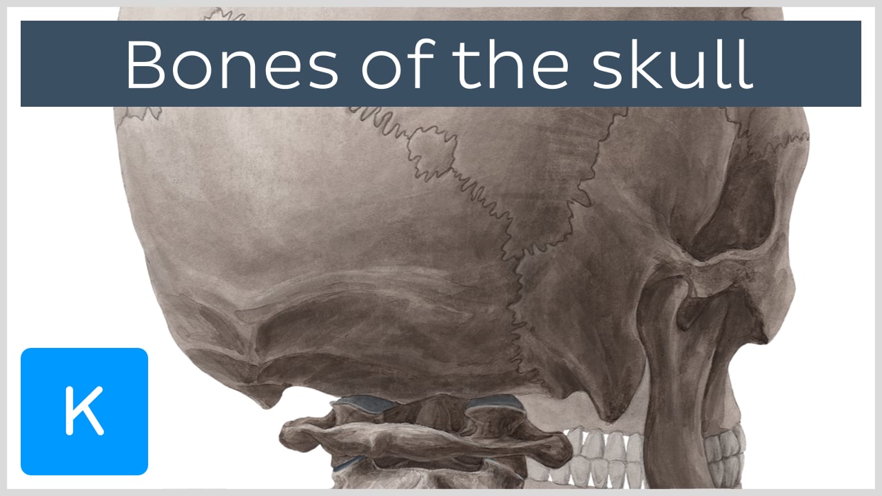 Head And Neck Anatomy Structures Arteries And Nerves Kenhub