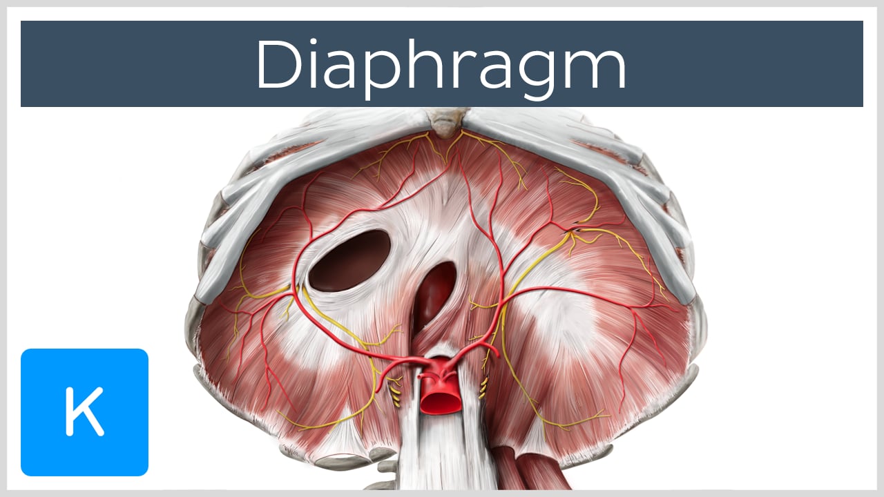 diaphragm muscle attachments