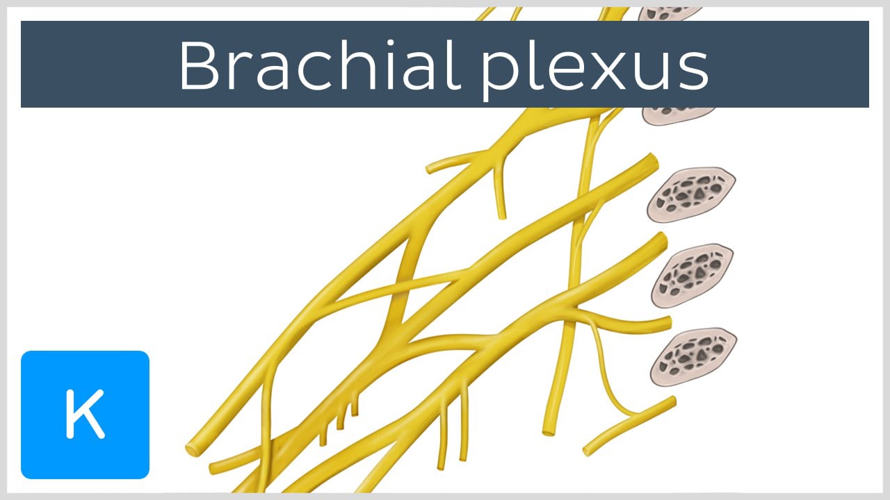 brachial plexus diagram blank