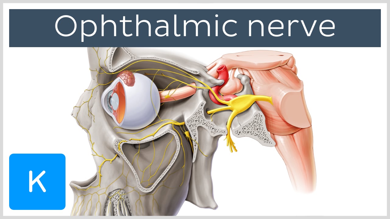 Trigeminal nerve (CN V): Anatomy, function and branches | Kenhub