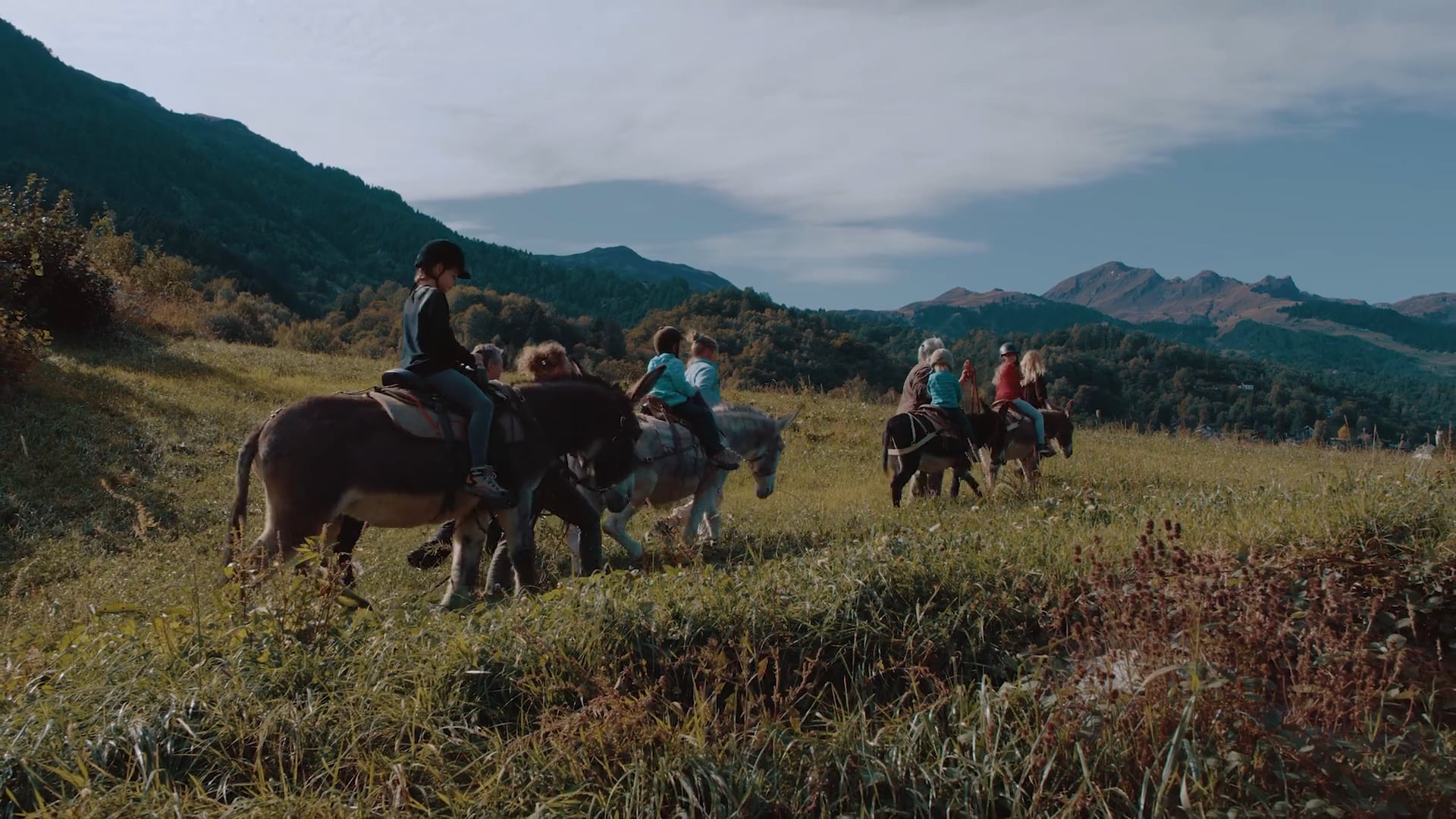 Stories - Finding one’s place among donkeys