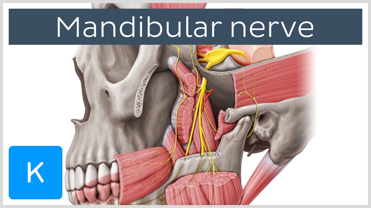 mandibular nerve sensory