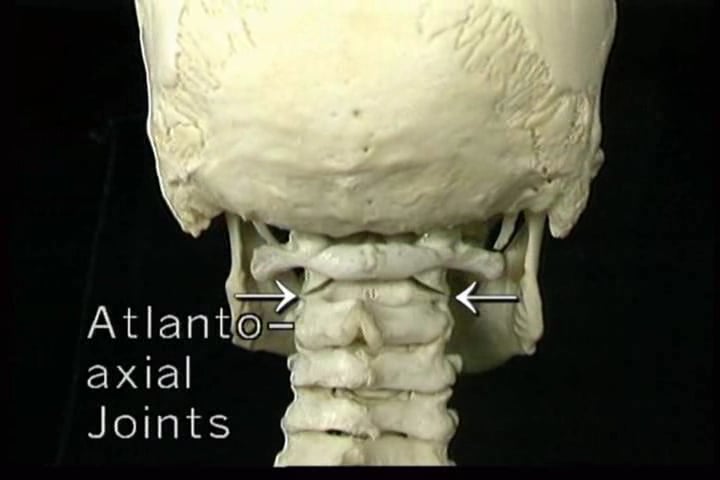 Amazon.com: Acland's Dvd Atlas of the Human Anatomy: The