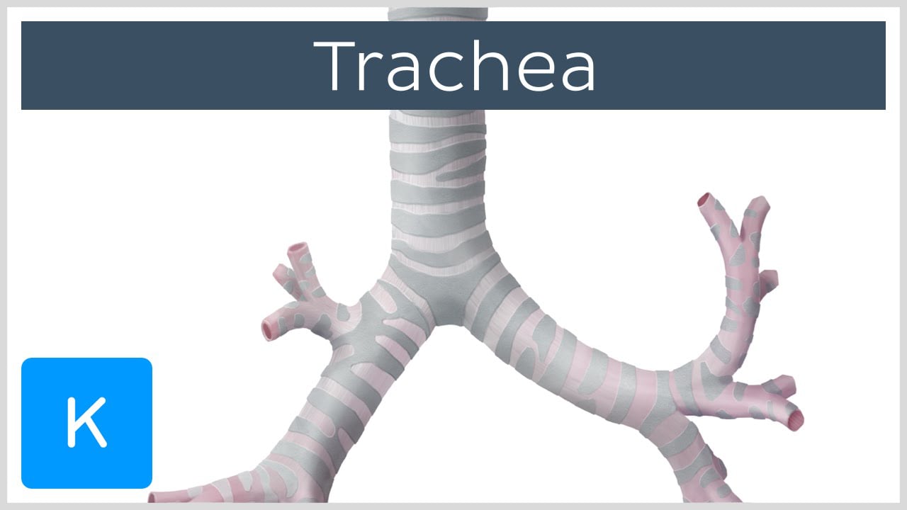 trachea relations