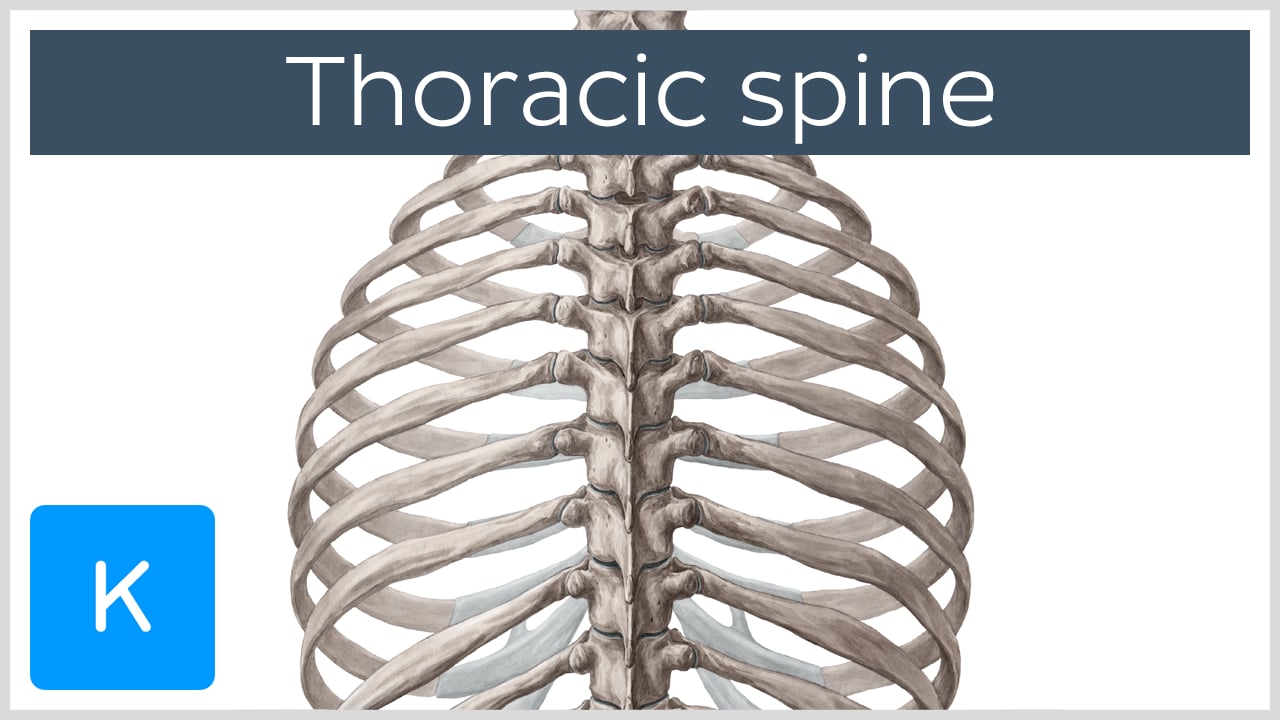 lumbar and thoracic vertebrae anatomy