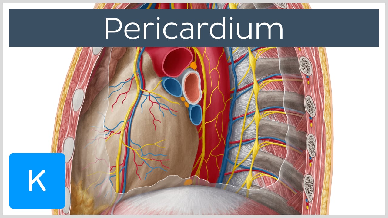 pericardium histology
