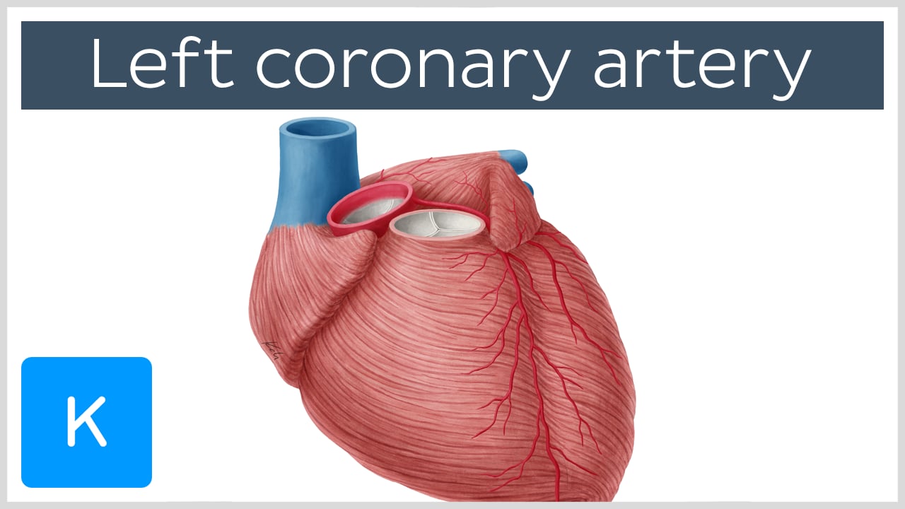 diaphragmatic surface of heart