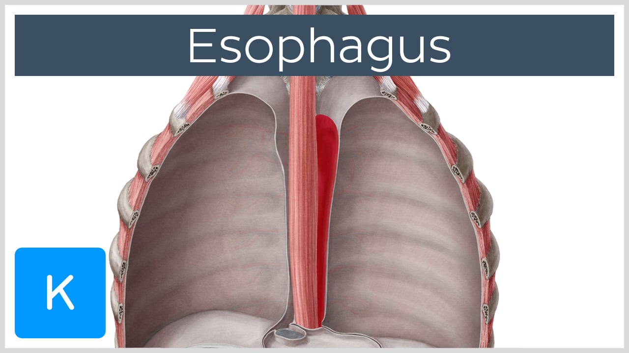 cardiac orifice esophagus