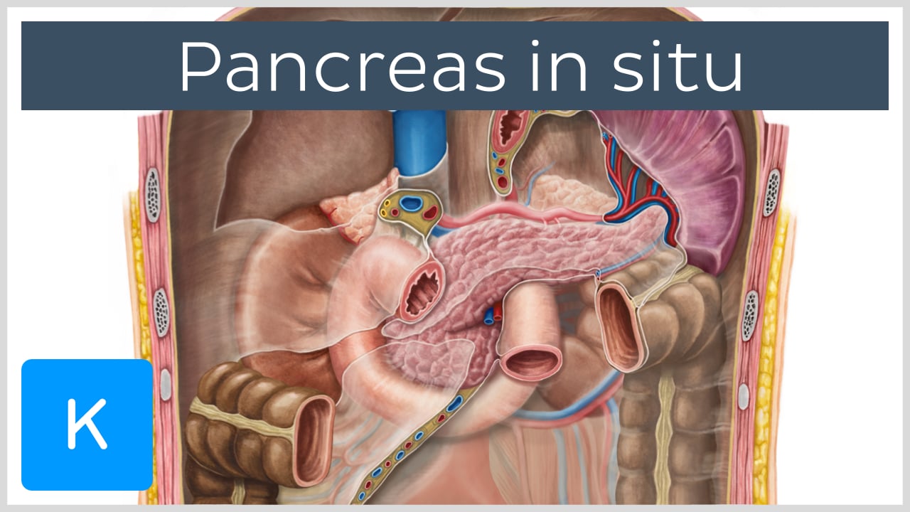 human pancreas diagram