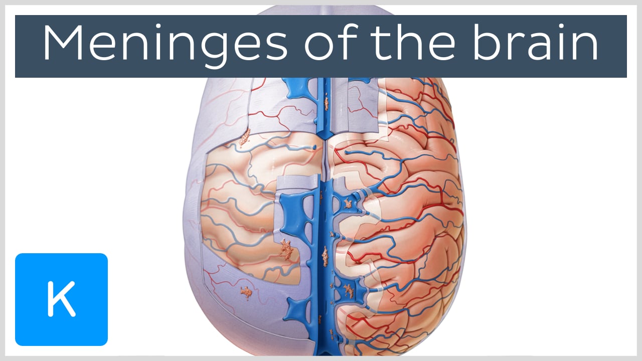 brain tissue layers