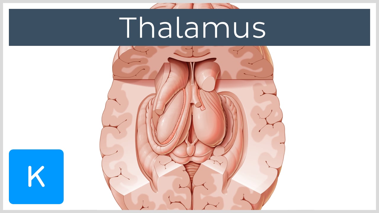 diencephalon anatomy