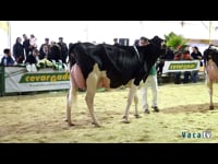 Vaca joven campeona