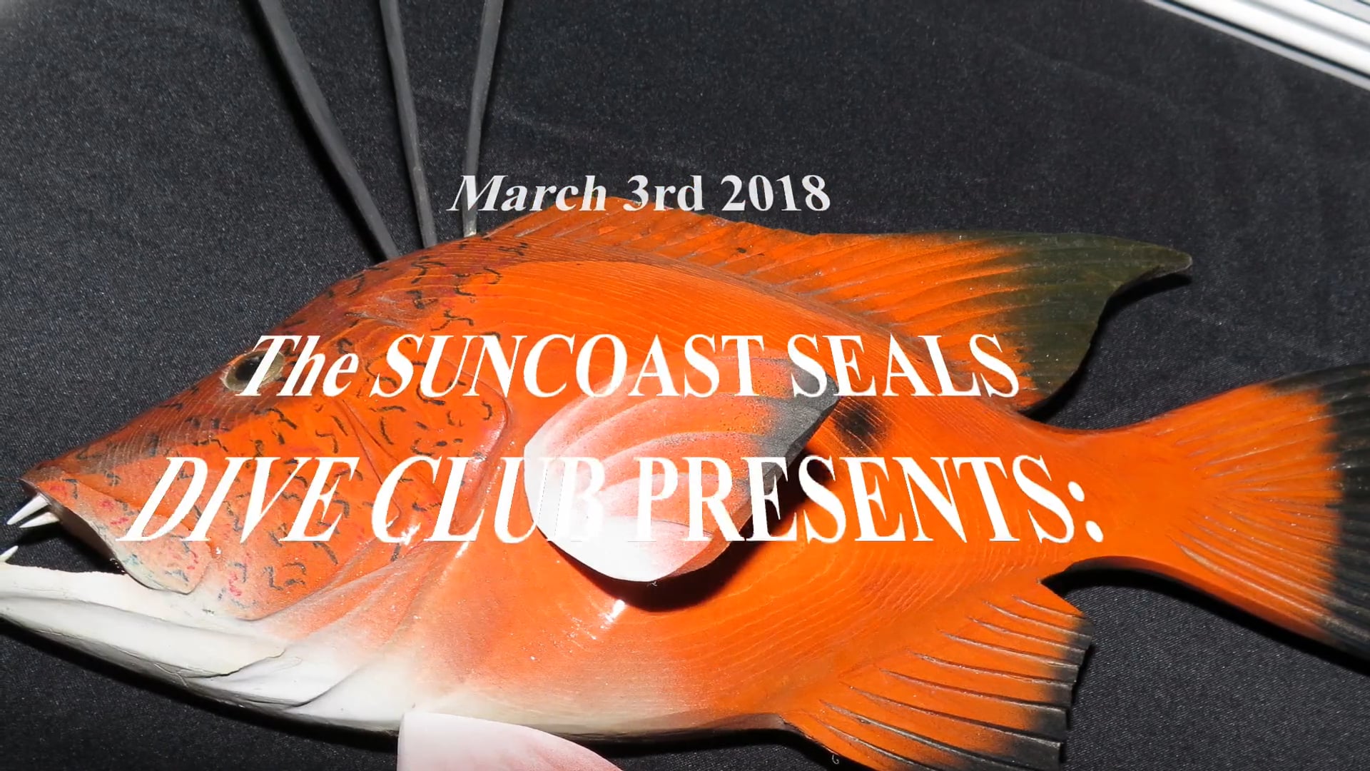 Suncoast Seals Dive Club 2017 Competition Awards