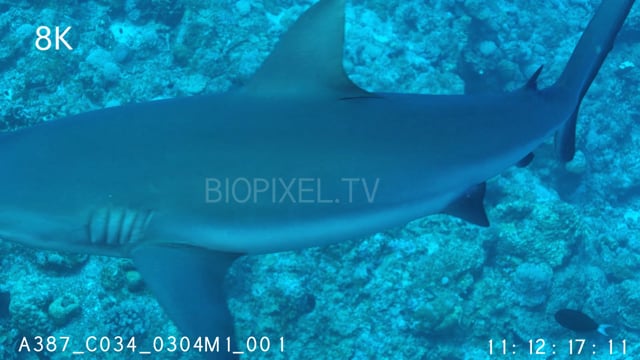 Grey Reef sharks swimming 8K
