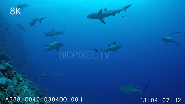 Grey Reef Sharks of reef wall wide angle Coral Sea 8K