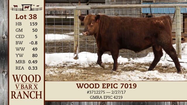 Lot #38 - WOOD EPIC 7019