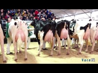 Vacas en lactación de 3 a 4 años