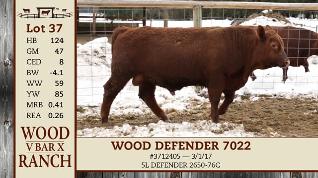 Lot #37 - WOOD DEFENDER 7022