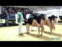 Vacas en lactación de 4 a 5 años