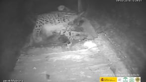 Nacen tres crías de lince en El Acebuche