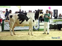 Vacas en lactación de 5 a 6 años