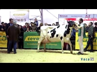 Vacas en lactación de más de 6 años