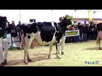 Vaca adulta campeona