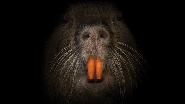 PBS - "RODENTS OF UNUSUAL SIZE" (Trailer)