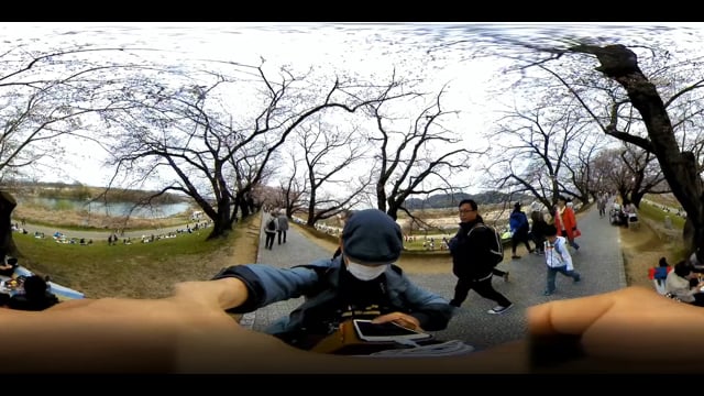 淀川河川公園背割堤地区桜祭り