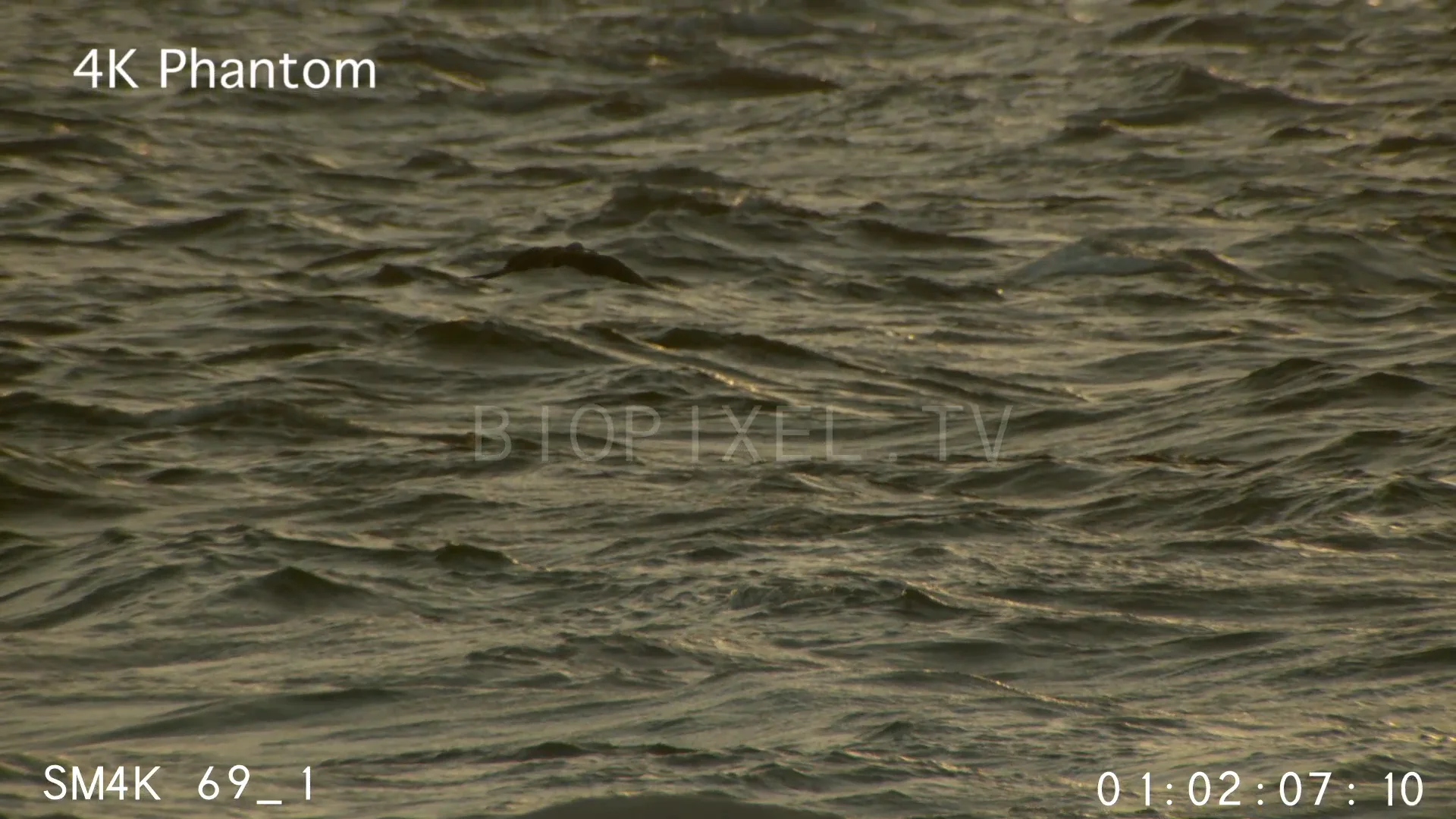 Sea Turtles Frigate birds eating turtle hatchling in slow motion 500