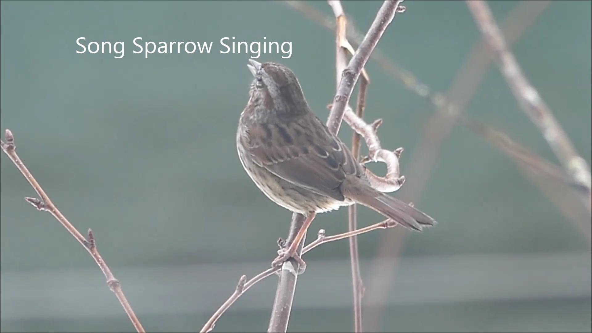 Song Sparrow Singing on Vimeo