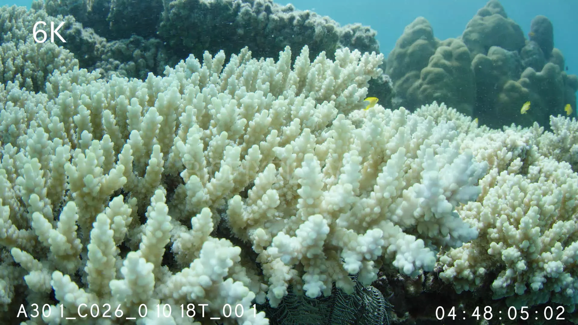 4K Coral Polyp - Step zoom into polyps on a acropora coral 6K on Vimeo