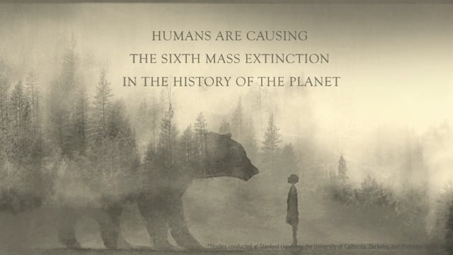 COX N KINGS | JUNGLE WHISPERERS