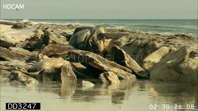 Green sea turtle dead and tide rising