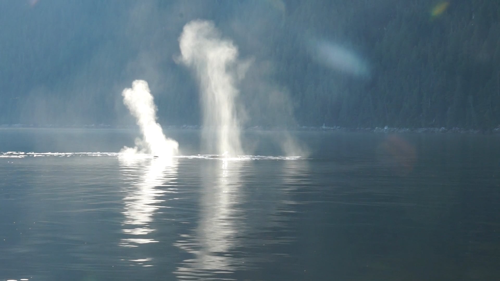 Seaforth Expeditions Whale Encounter on Vimeo