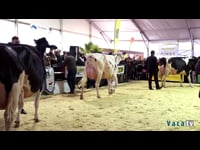 Vaca gran campeona de Trofa