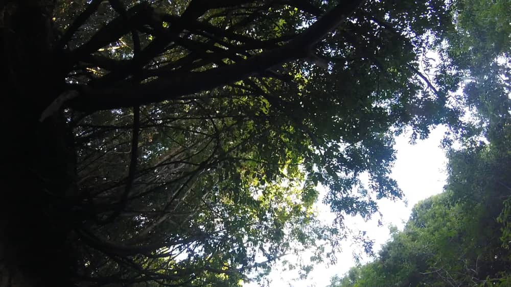 Biodiversity Grace Knight