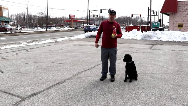 Black Lab Trained as a Service Dog