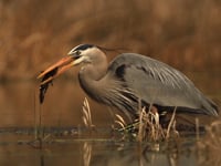 Sights and Sounds of Brick Pond